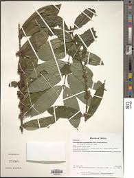 Image result for Psydrax mutimushii