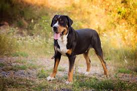 She is both exuberant (with friends and family) and reserved (with strangers). Appenzeller Sennenhund Steckbrief Charakter Pflege Haltung