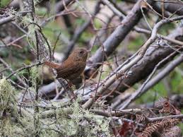 Winter Wren August 2013 Troglodyte Des Forets Aout 2013 Rene Brunelle Provincial Park Winterkoninkje