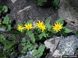 Check spelling or type a new query. Arnica Cordifolia