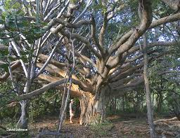Image result for Ficus glumosa