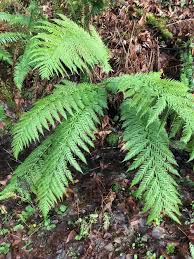 Image result for Blechnaceae