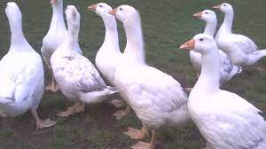 Maybe you would like to learn more about one of these? How To Raise And Care For Geese Owlcation