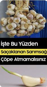 Sarimsak Yaginin Cilde Saca Faydalari Ve Zararlari Gida Gida Guvenligi Saglikli Yasam