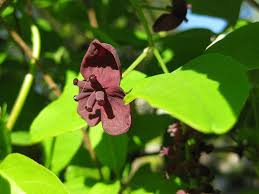 Plant profile of akebia quinata on gardenersworld.com. Baumschule Eggert Blutenstraucher Baumschulen Heckenpflanzen Klettergurke Akebia Quinata Direkt Von Der Baumschule Eggert Bestellen
