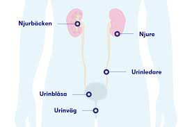 Högt blodtryck och diabetes skadar njurarna. Cancer I Njurbackenet Symtom Orsaker Och Behandling Cancerfonden