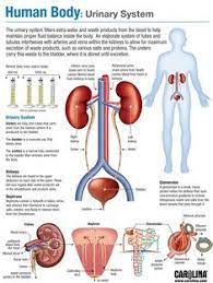 Human Body Urinary System Medical Anatomy Basic Anatomy And Physiology Human Body Systems