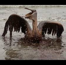 Brown Pelican After The Exxon Valdez Oil Spill Oil Spill Animals Pollution