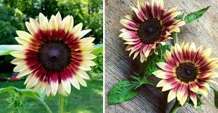 View this post on instagram. You Can Plant Strawberry Blonde Sunflowers That Have Pink Gradient Petals And I M In Love