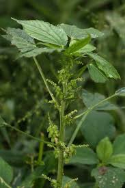 Image result for Acalypha fimbriata