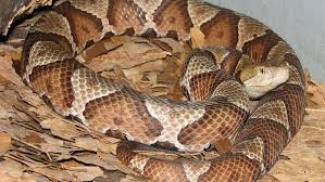 Check spelling or type a new query. Copperhead Snakes Not Always Lethal But Best Left Alone Howstuffworks