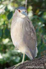 Birds That Sing At Night In Florida The Medium Sized Birds Black Crowned Night Heron Florida Wetlands Aves Pajaros