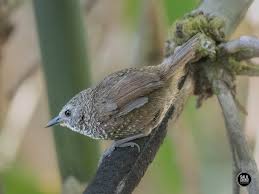 Image result for Bersama swynnertonii