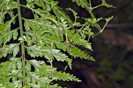 Image result for Asplenium goetzei