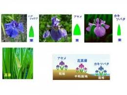あやめ かきつばた しょうぶの違い Okwave