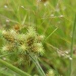 Image result for Fuirena pubescens