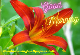 Search 123rf with an image instead of text. Beautiful Good Morning Lily Lotus Flower Images Hd Latest 2021 Collection