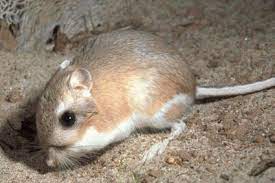 If you compare bedouins to cowboys of the american west, camels are ostensibly the horses and cows of the desert. The Kangaroo Rat Can Stay Longer Than A Camel Without Water