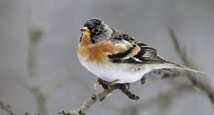 Rsultat de recherche d'images pour "image d'oiseau du jardin"