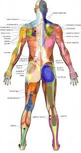 Check spelling or type a new query. Myofascial Trigger Points Chart Balop