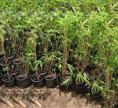 Image result for Bambusa vulgaris