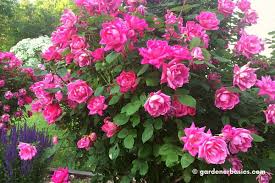 They have lots of blooms and will keep flowering up until fall with a little care. Yia471jrdt Fm