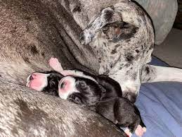 Great dane puppies for sale | colorado springs, co #247380 adorable cfa great dane puppies full registrations available to breeders for extra fee. Rose Great Danes Puppies Harlequin Black Mantle Merle