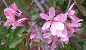 Maybe you would like to learn more about one of these? Spring Pink Flowering Bush Wigston Leicestershire Uk 2018 By Amanda Hayward Spring Is Late This Year Pink Flowering Bushes Spring Blossom Spring