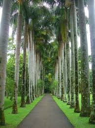 Palm trees are susceptible to infections that cause fungus spots on leaves. 11 Trees Shrubs Ideas Trees And Shrubs Shrubs Tropical Garden
