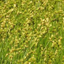 Image result for Carex brassii