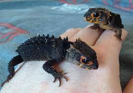 Red Eyed Crocodile Skinks Red Eyed Crocodile Skink Crocodile Skink Reptiles