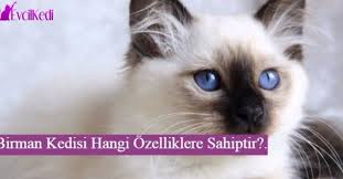 Birman Kedisi Avrupa Basta Olmak Uzere Dunyanin Bircok Yerinde Taninmaktadir Ilk Kez Myanmar Bolgesinde Ortaya Cikmistir Diger Kedilere In 2020 Birman Cats Animals