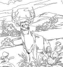 Feel free to print and color from the best 39+ realistic deer coloring pages at getcolorings.com. 46 Best Deer Coloring Pages Ideas Deer Coloring Pages Coloring Pages Deer