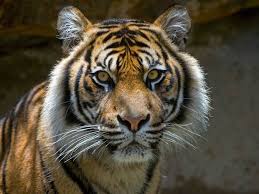 This Powerful And Majestic Tiger Vertically Soars In This Video Taking One S Breath Away Video Javan Tiger Save The Tiger Tiger Species
