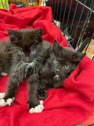 Pet tails rescue is a facility and foster home based rescue. App Tails Rescue Home Facebook