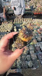 Image result for Lophiocarpus