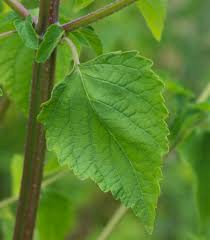 Image result for Cantinoa