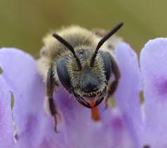 Image result for Maerua andradae