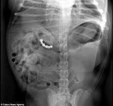 World S Wackiest Animal X Rays Reveal The Things Pets Swallow Pet Vet Vet Medicine X Ray