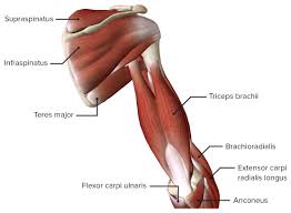 Your upper arm contains two compartments, known as the anterior compartment and the posterior compartment. Arm Anatomy Video Lecturio Medical