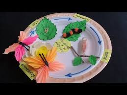 Life Cycle Of A Butterfly 3d Model School Science Project Youtube In 2020 Butterfly Science Project School Science Projects Science Projects