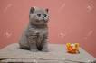 British Shorthair Kittens Home