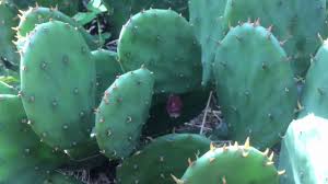 The prickly pear cactus can survive the freezing temperatures of the north because of special antifreeze chemicals in its cells. Prickly Pear Cactus Eastern Edible Acres