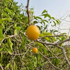 Image result for Ximenia americana