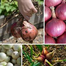 Epingle Sur Potager
