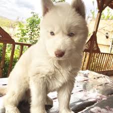 Gaziantep Kopek Ciftligi Husky Disi Mevcuttur Irk Garantili Saglik Problemi Yoktur 05330482707 Ulasabilirsiniz Almancobankopegi Rotweiler Sibiryakurdu Frenchbulldog Ingilizbulldog Goldenretriever Malteseterrier Yorkshireterrier