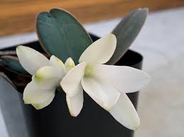 Image result for Aerangis stelligera