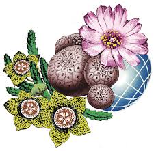 Image result for Erythrocephalum decipiens