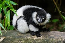 Image result for Monotes africanus