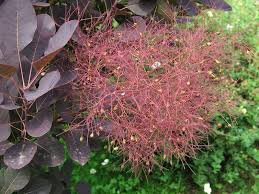 Image result for Cotinus coggygria